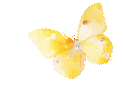 093904f51txzfccxxwefp5.gif