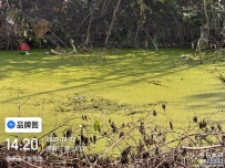 河里的水草茂盛的让鱼都感觉窒息了！没人清吗？